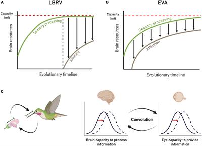 The Ecological View of Selective Attention